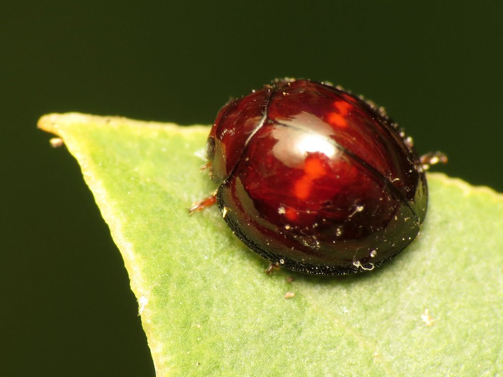 Heather Ladybird