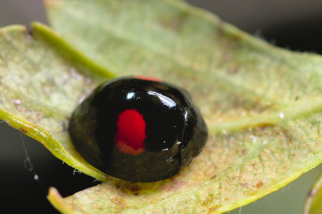 Kidney-spot Ladybird