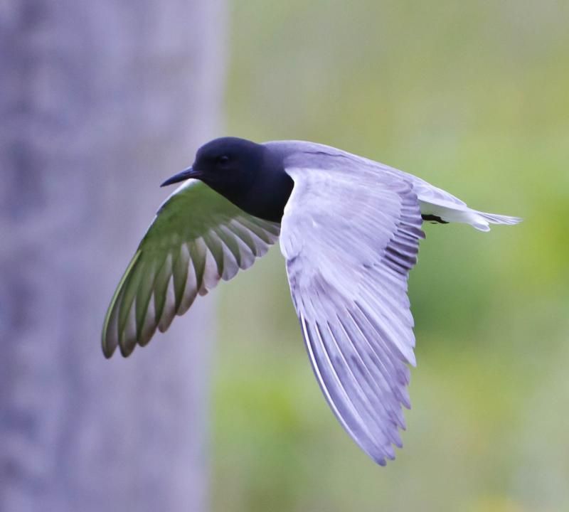 Black Tern