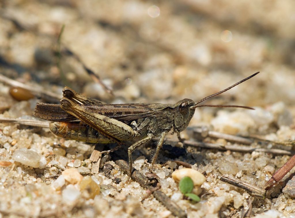 Field Grasshopper