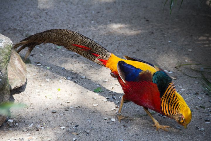 Golden Pheasant