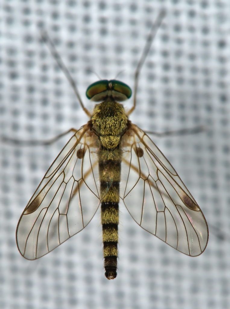 Little Snipefly