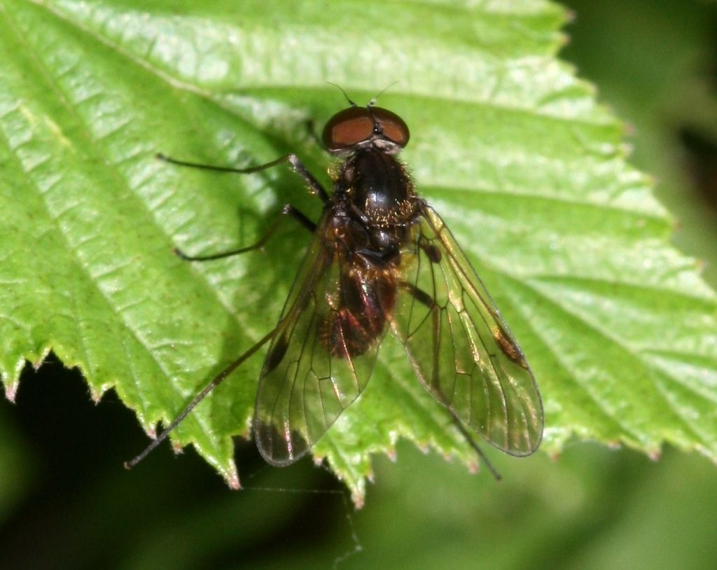 Black Snipefly