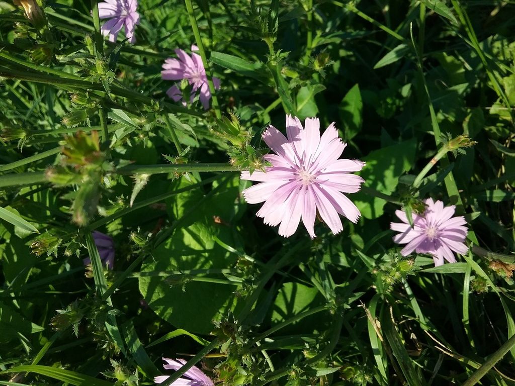 Chicory