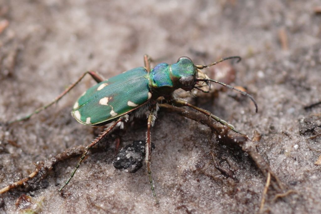 Green Tiger Beetle
