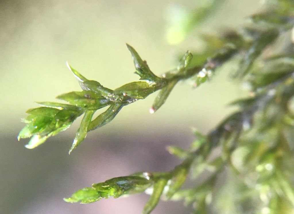 Smaller Lattice-moss