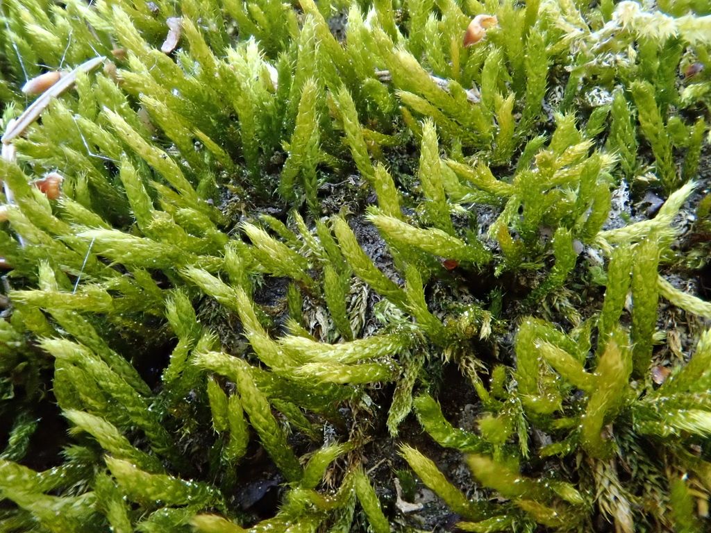 Beech Feather-moss