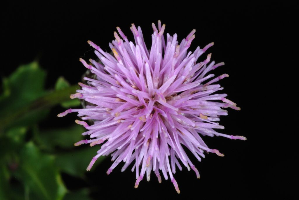 Creeping Thistle