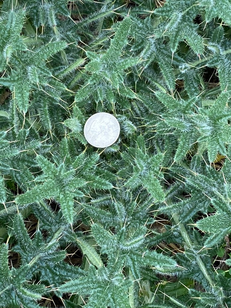 Spear Thistle