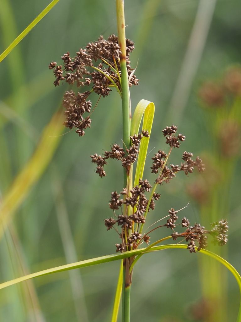 Great Fen-sedge