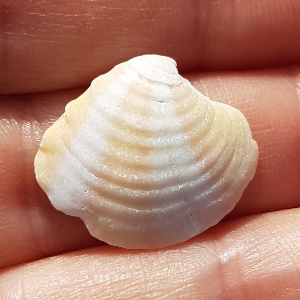 Banded Venus