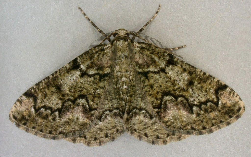 Brussels Lace