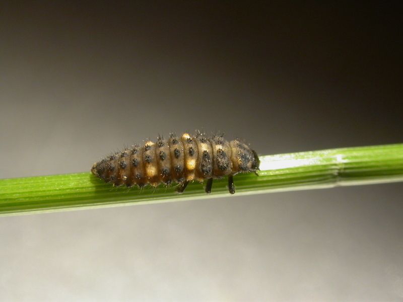 Hieroglyphic Ladybird