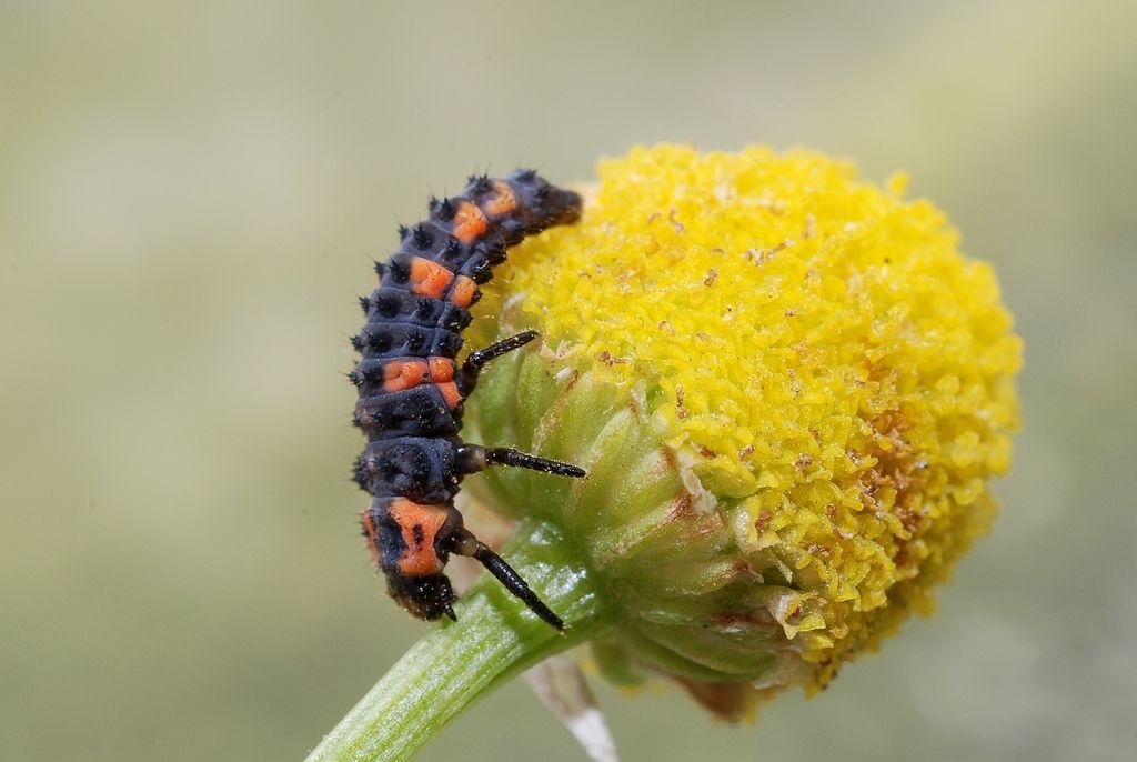 5-spot Ladybird