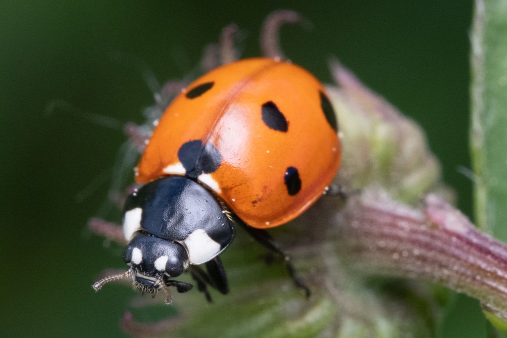 7-spot Ladybird