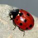 11-spot Ladybird