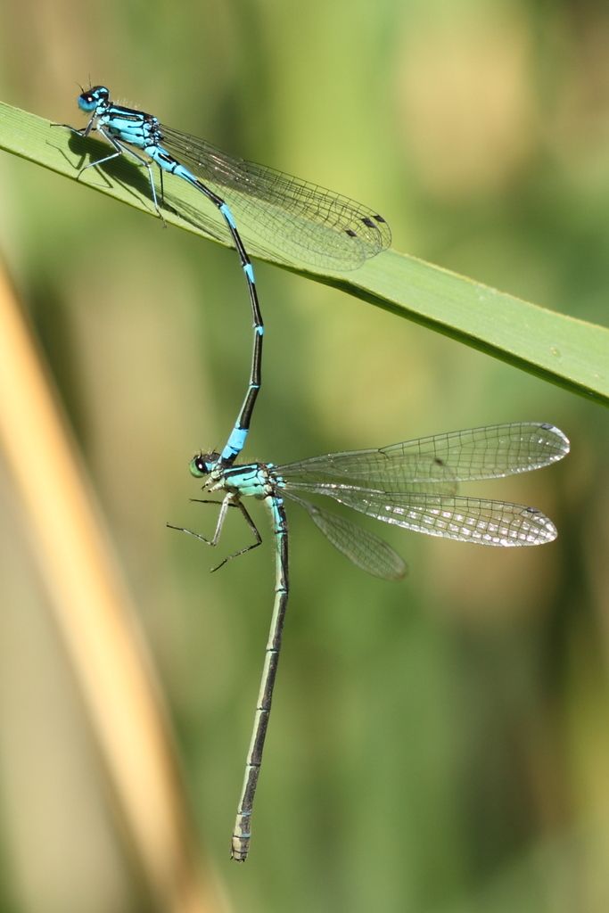 Variable Damselfly