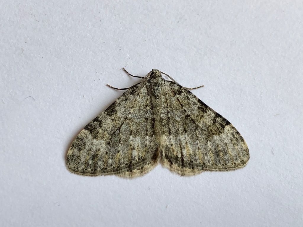 Striped Twin-spot Carpet