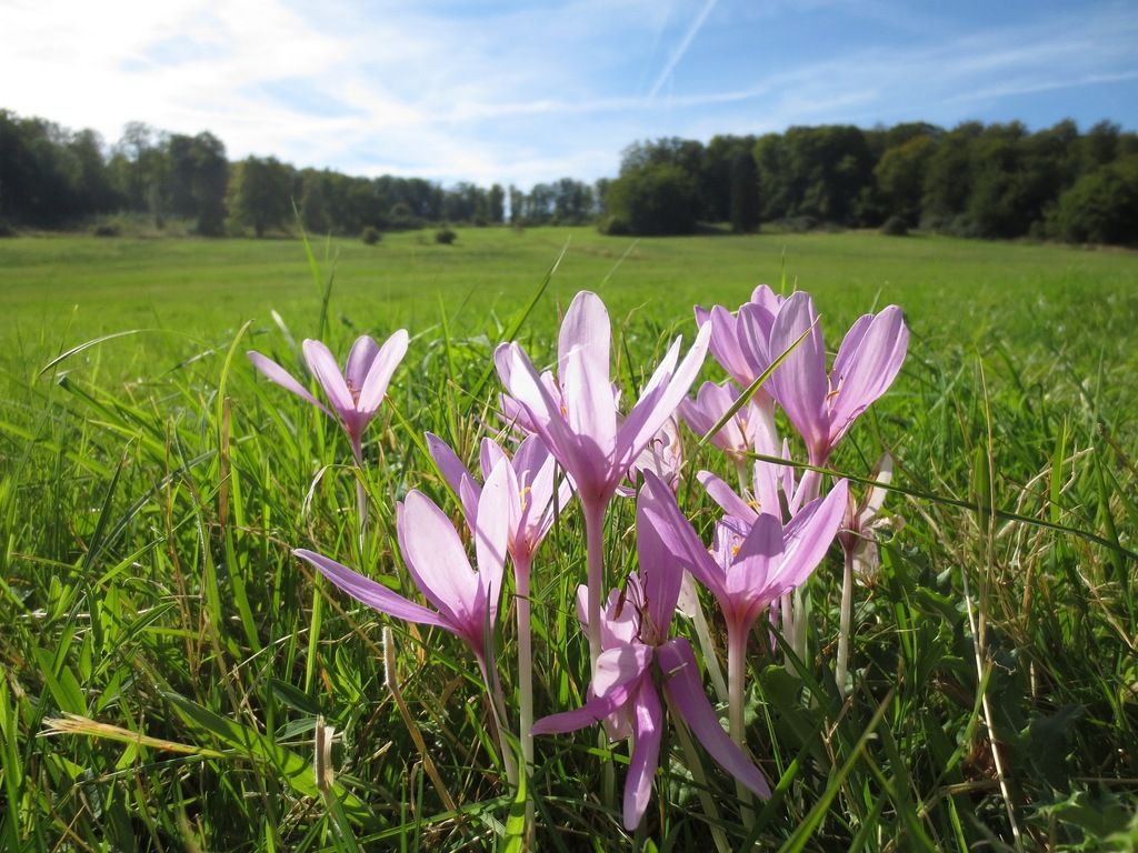 Meadow Saffron