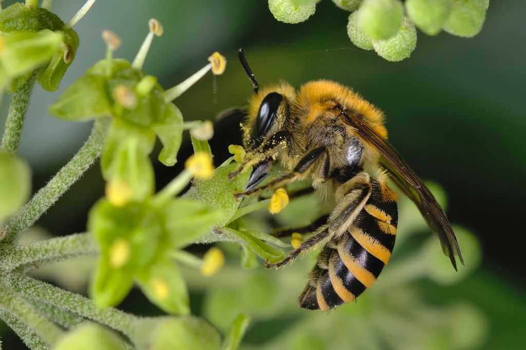 Ivy Bee