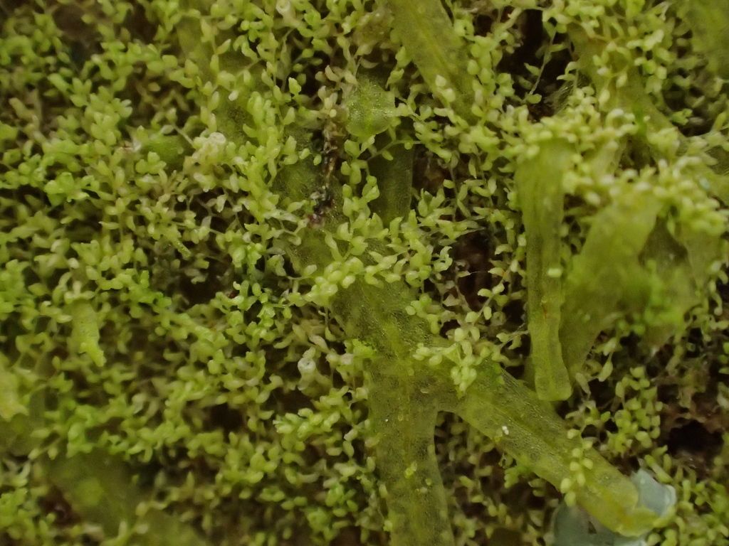 Long-leaved Pouncewort