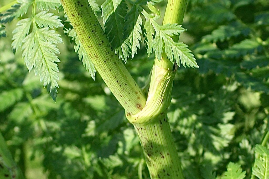 Hemlock