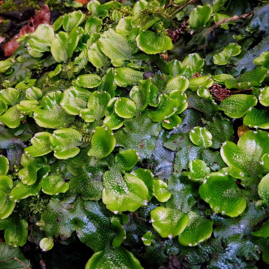 Great Scented Liverwort