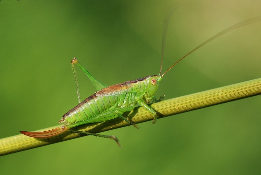 Short-winged Cone-head