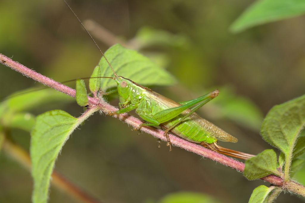 Long-winged Cone-head