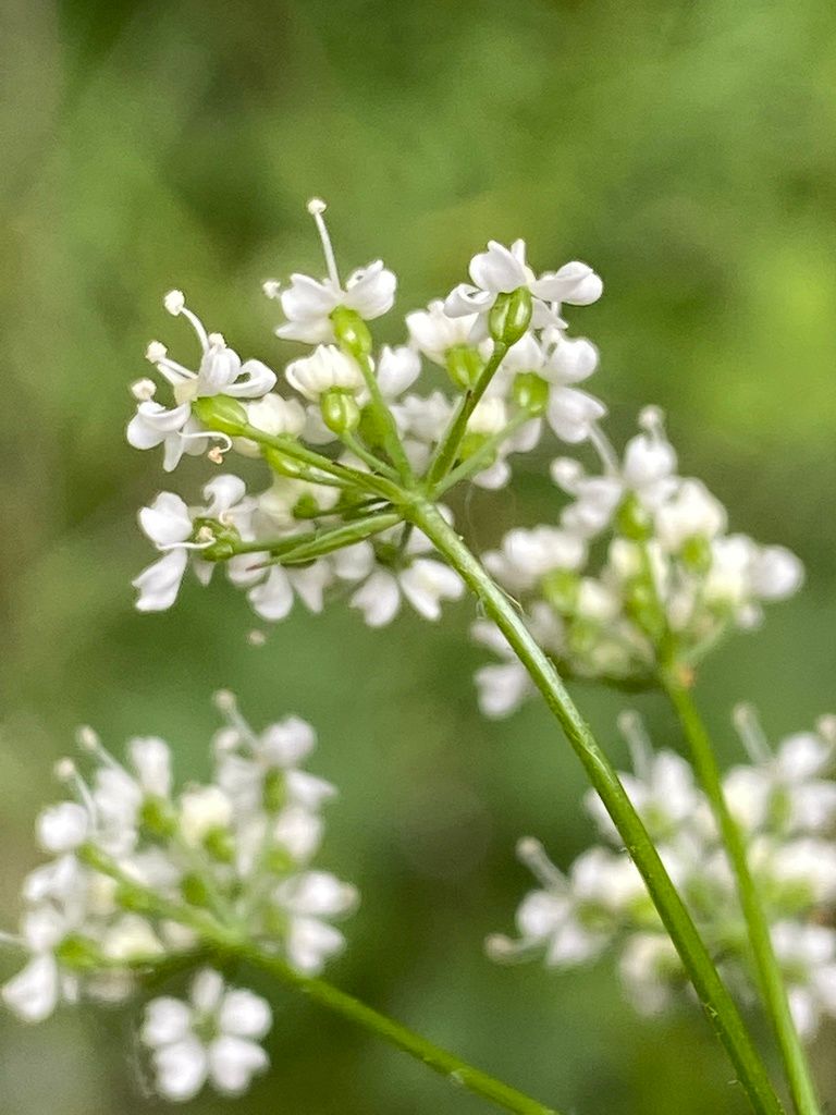 Pignut