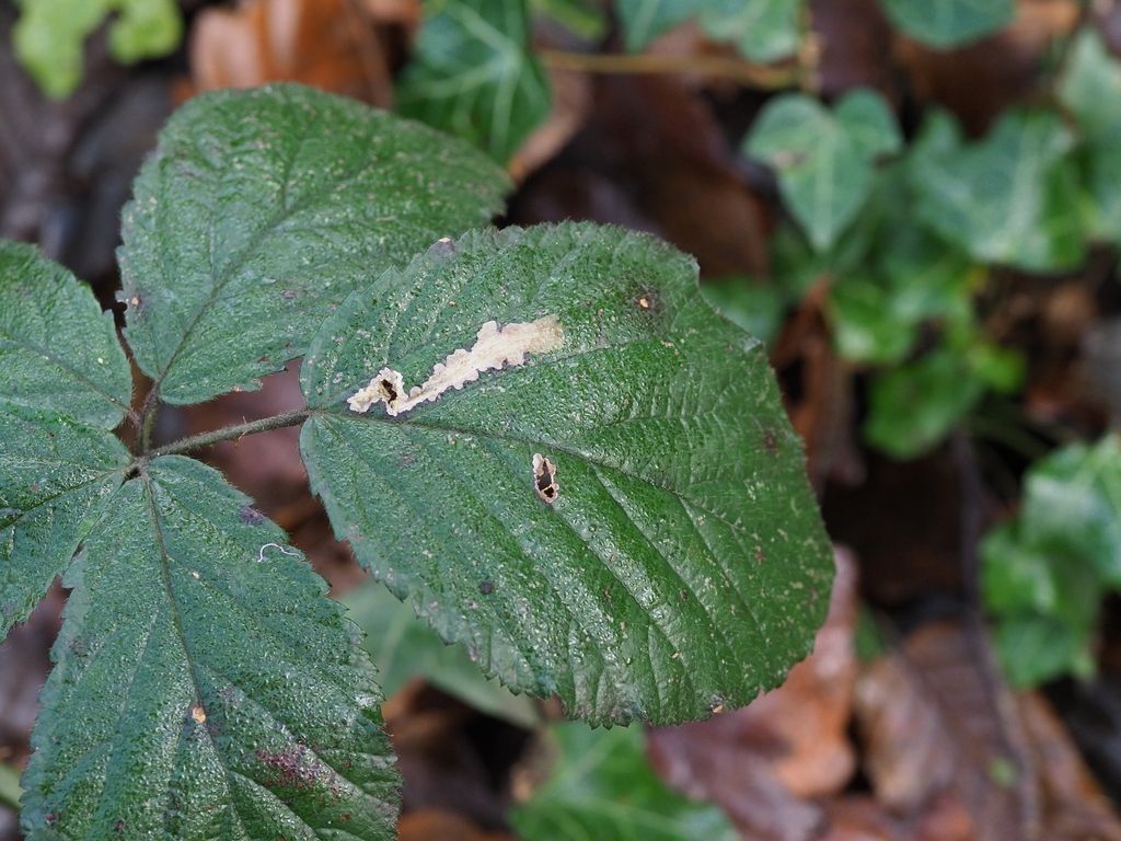 Bramble Blotch-miner