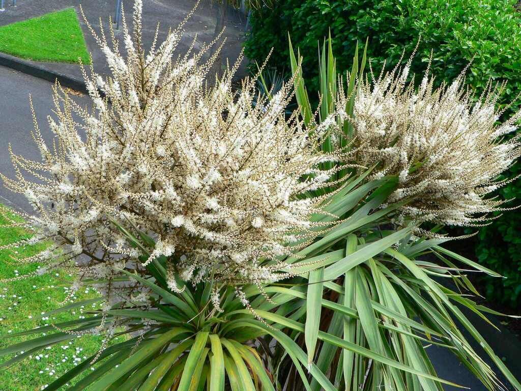 Cabbage-palm