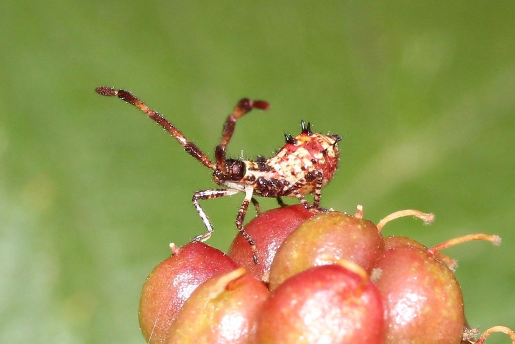Dock Bug