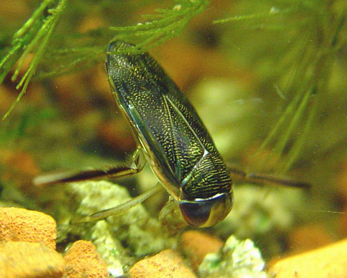 Punctate Corixa