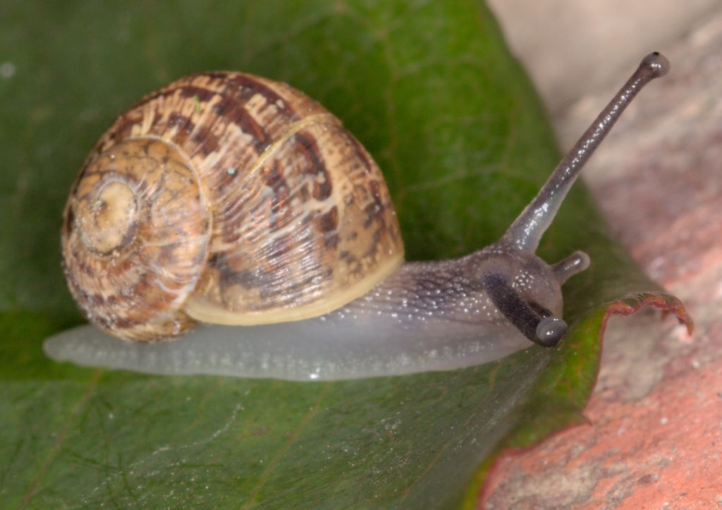 Common Garden Snail