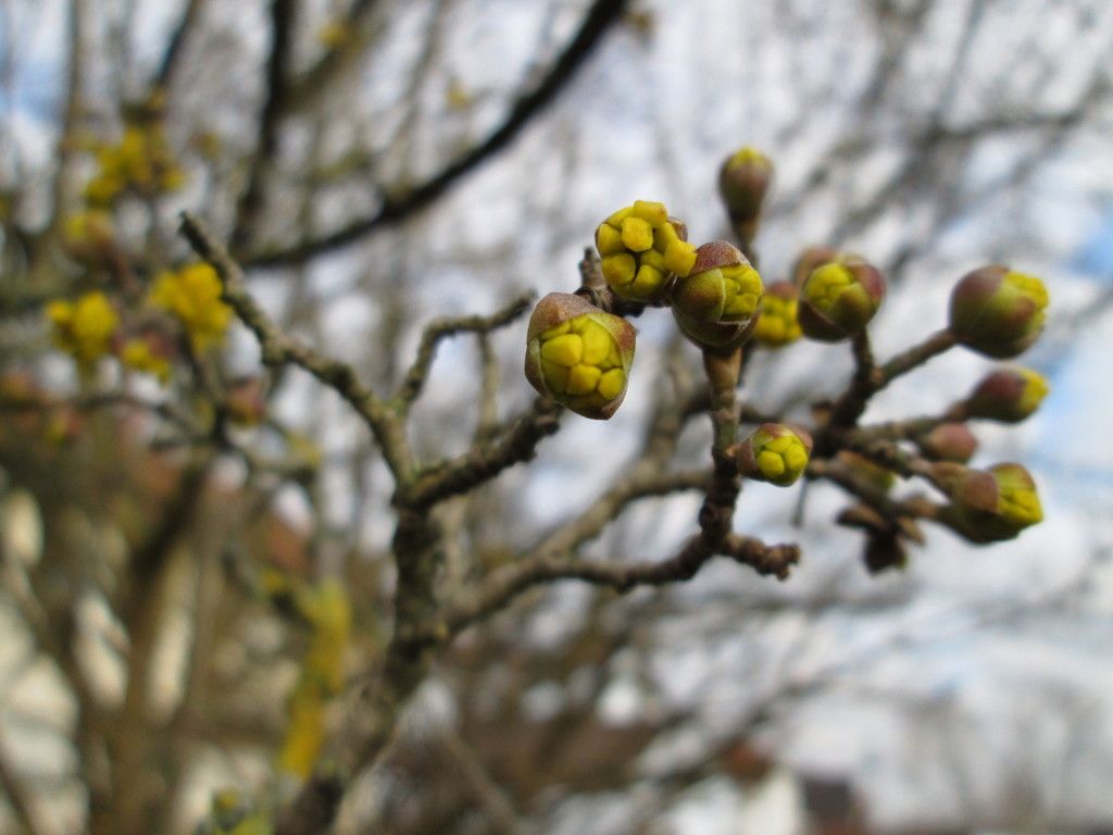 Cornelian-cherry