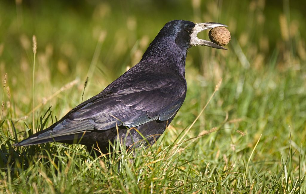 Rook