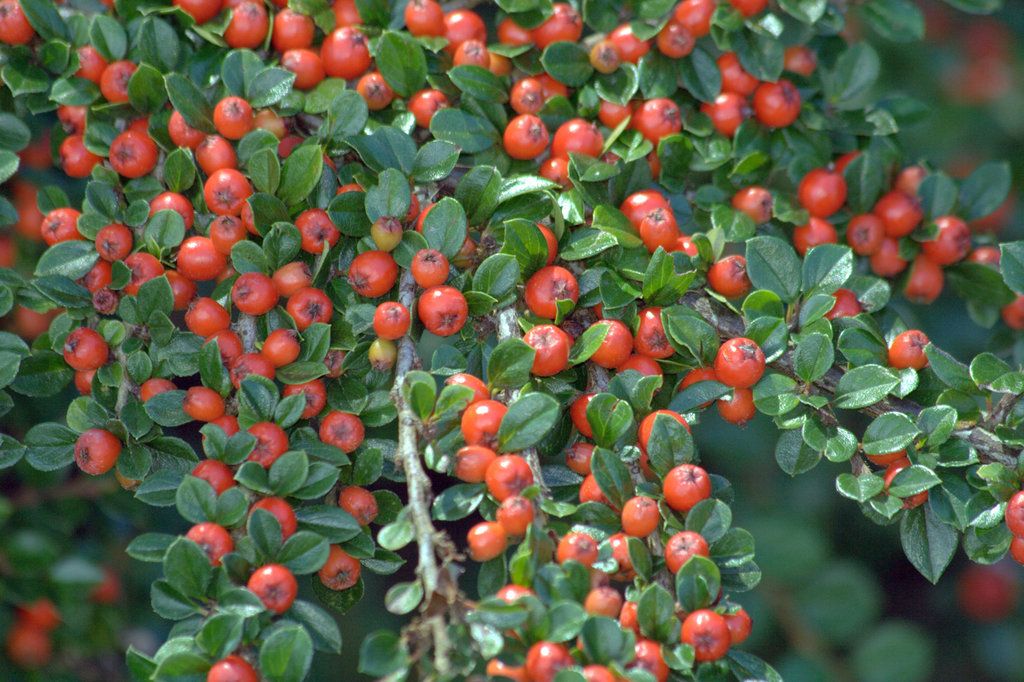Wall Cotoneaster