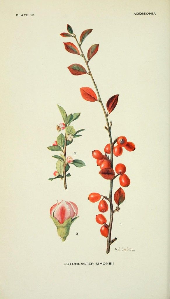 Himalayan Cotoneaster