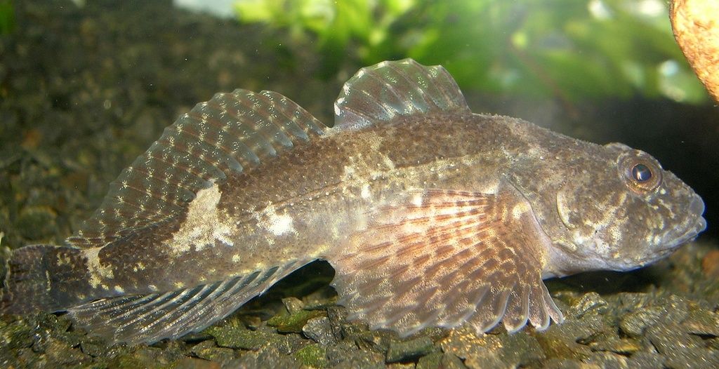 Bullhead