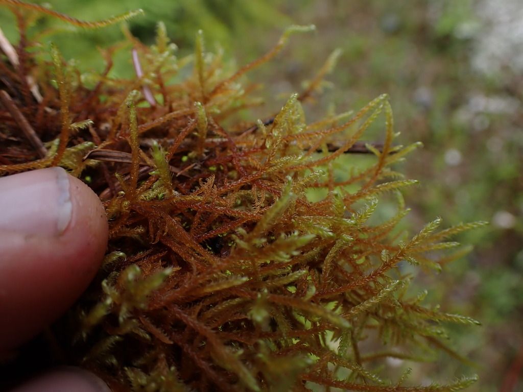 Fern-leaved Hook-moss