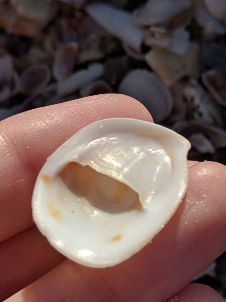 American Slipper Limpet