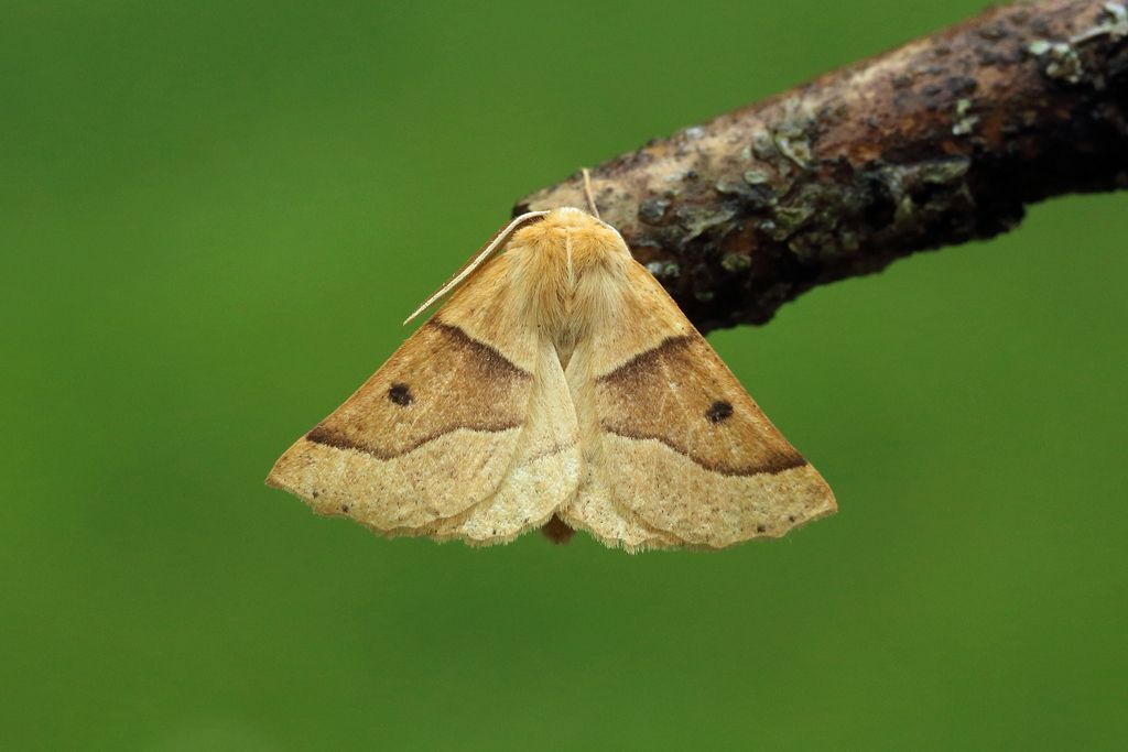 Scalloped Oak