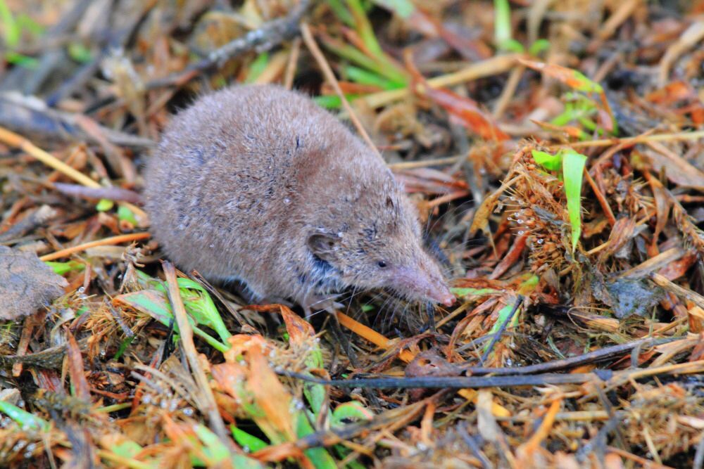 Greater White-toothed Shrew