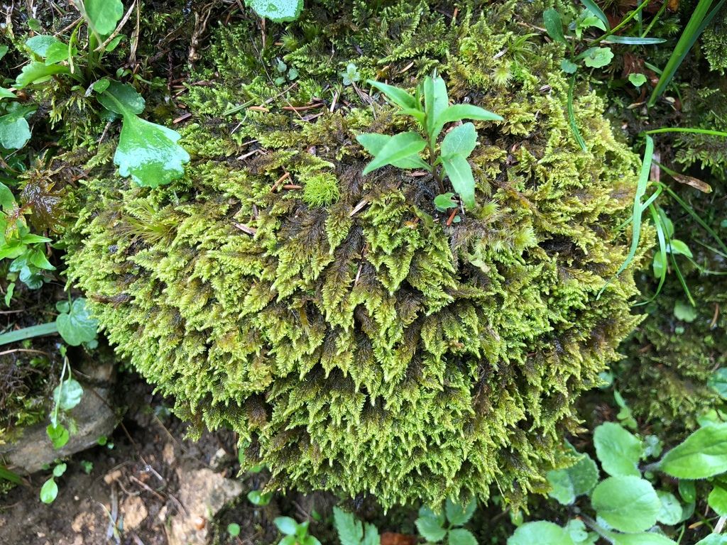 Chalk Comb-moss