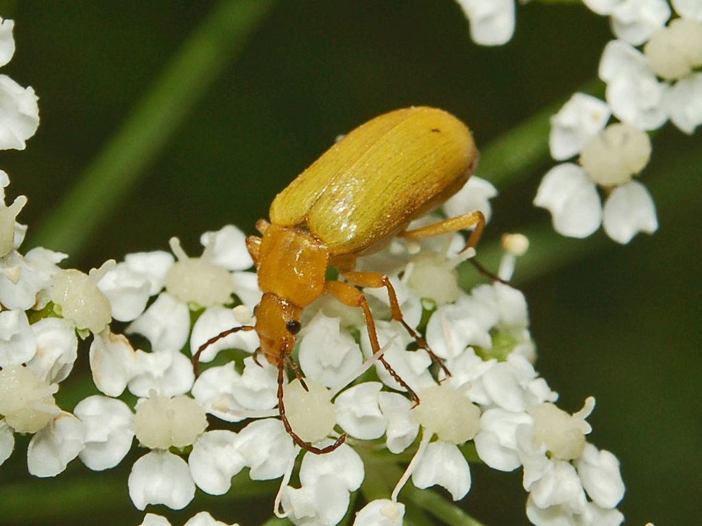 Sulphur Beetle