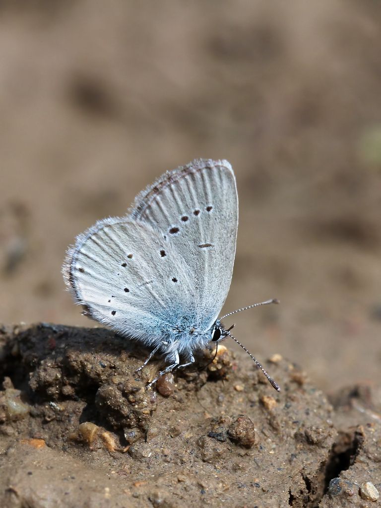 Small Blue