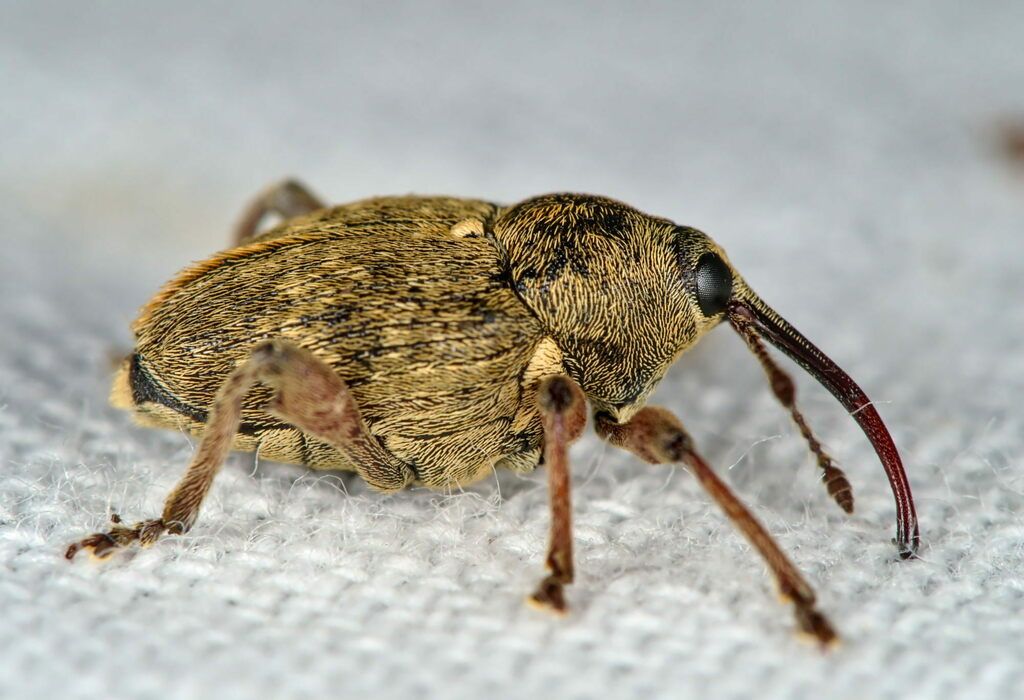Nut Weevil