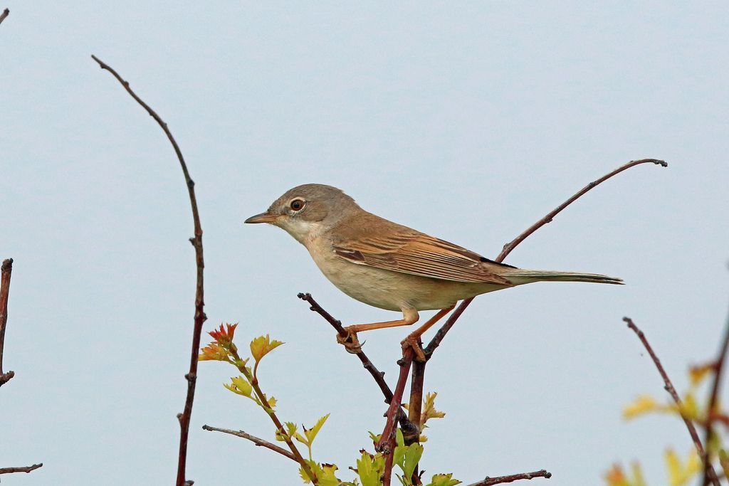 Greater Whitethroat