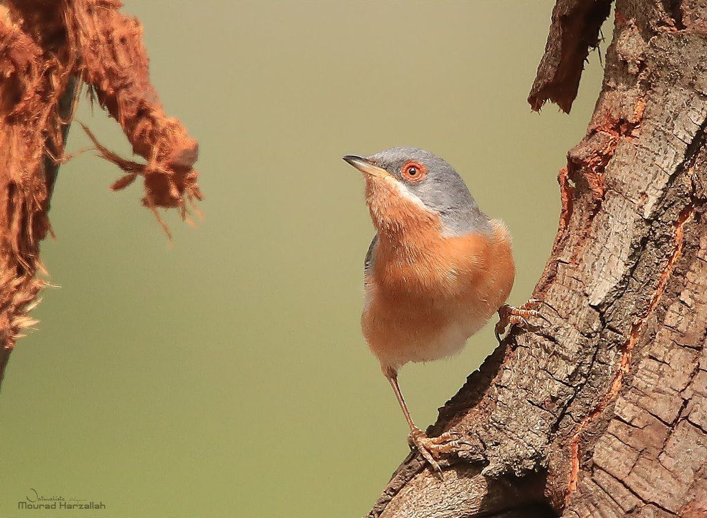 Western Subalpine Warbler